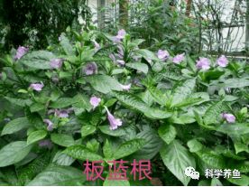 14種中草藥在水產養殖中的神奇應用，里面一定有您不清楚的